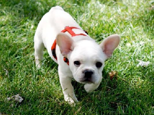 PoulaTo: BULDOG FRANCUSKI